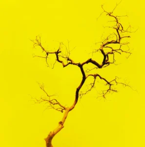 Árvore seca em fundo amarelo, metáfora visual para burnout e estresse no trabalho.